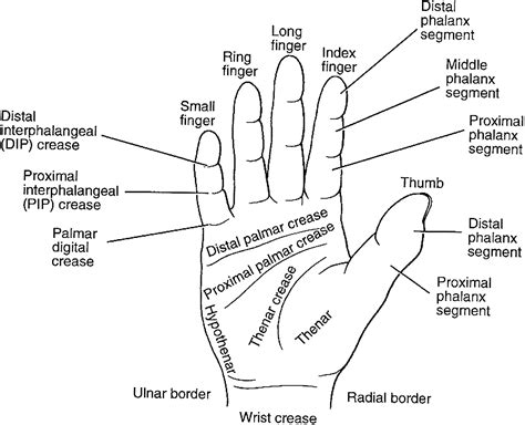Wrist Anatomy And Surgical Approaches Hand Clinics