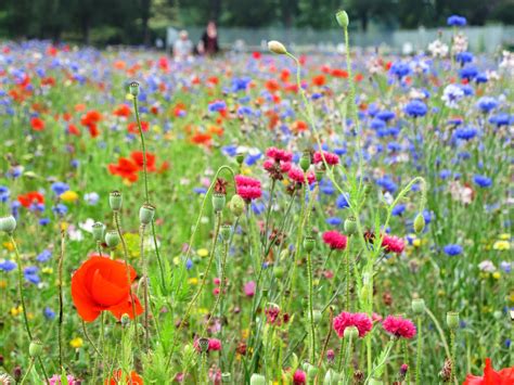 Flowers By Shamini Wildflower Meadow In Preston Park