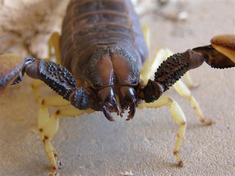 Sareptiles • View Topic Largest And Smallest Scorpion Scorpion