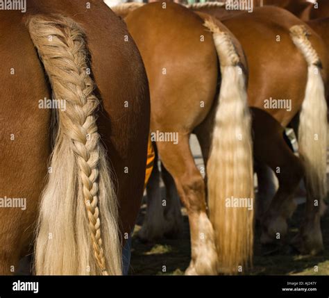 Closeup On The Tail Braid Of A Horse During A Draft Horse Competition