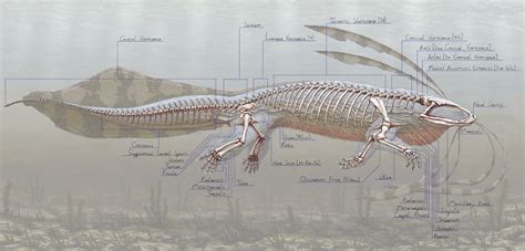 Salamander Anatomy