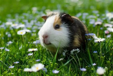 What Are The 9 Reasons To Keep Guinea Pigs As A Pet 2022
