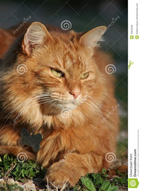 Orange Tabby Cat In The Sun Stock Photo Image Of Orange