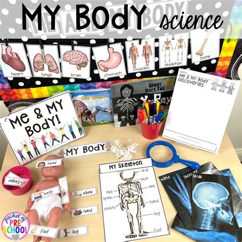 My Body Science Table My Body Themed Centers And Activities Freebies