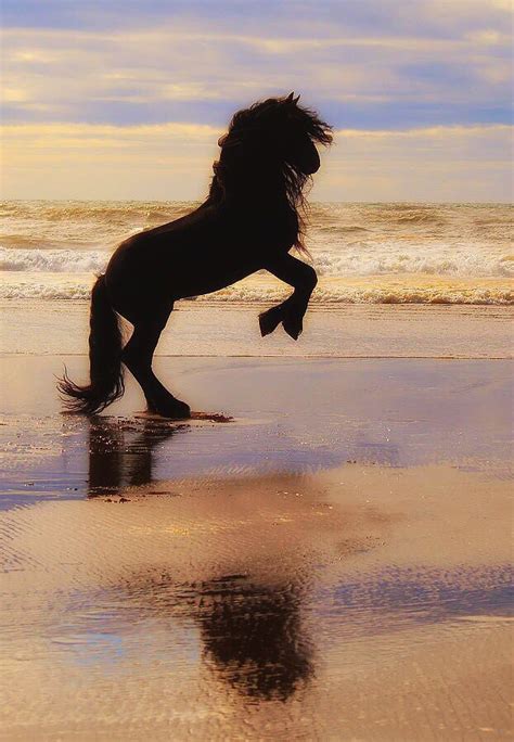 Friesian Horse Rearing On The Beach In The Sunset Horse Photos Most