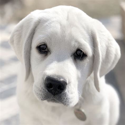 Our Sweet Boy Maximus An English White Labrador Adorable And So So