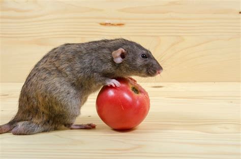 Can Pet Rats Eat Tomatoes Petsoid