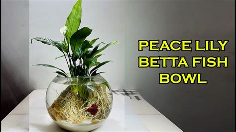 Peace Lily Betta Fish Bowl Aquarium Betta Fish Tank Setup Grow