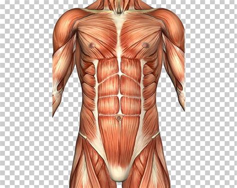 Rectus Abdominis Muscle Abdomen Anatomy Human Body Abdominal Wall Png