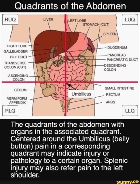 Quadrants Of The Abdomen The Quadrants Of The Abdomen With Organs In The Associated Quadrant