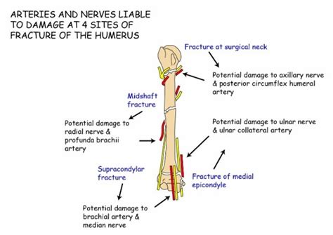Humerus Parts Side Determination Muscles Attachment And