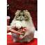 Persian Kitten  Biological Science Picture Directory – Pulpbitsnet