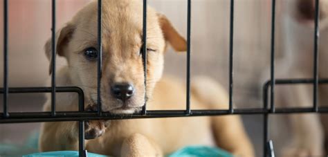 Pet stores in mass that sell puppies. Florida Policymakers Stand Up for Pet Store Puppies | ASPCA