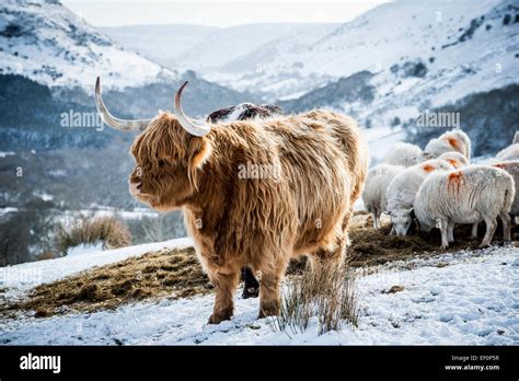Highland Cattle Winter Hi Res Stock Photography And Images Alamy