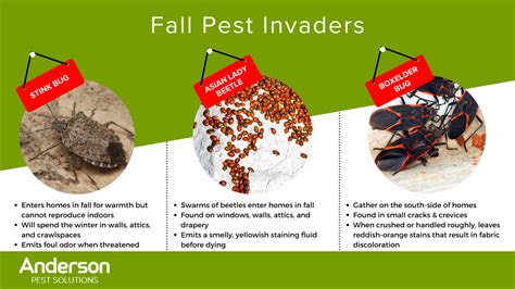 What Happens To Pests In The Fall Anderson Pest Solutions