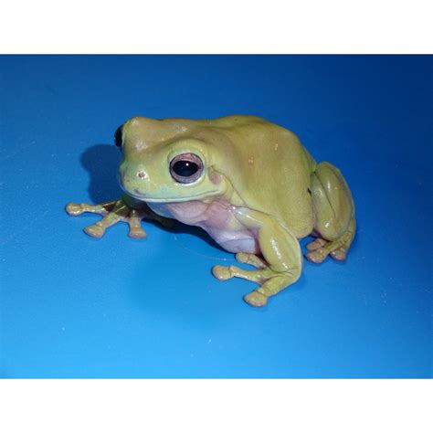 Australian Whites Tree Frog Adults Strictly Reptiles