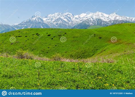 Green Pastures Above Alamedin Valley With High Snow Covered Mountains