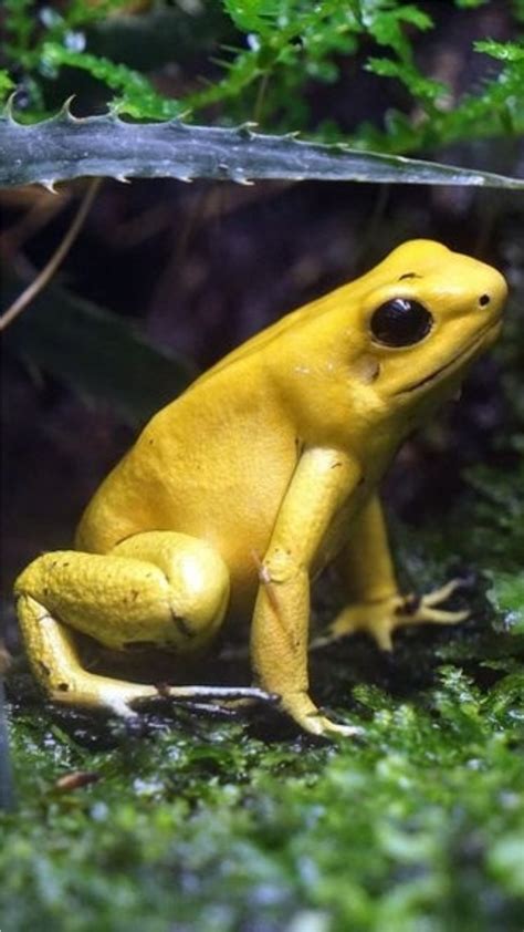World Frog Day 2021 From Poison Dart Frogs To Tomato Frogs 9 Types Of