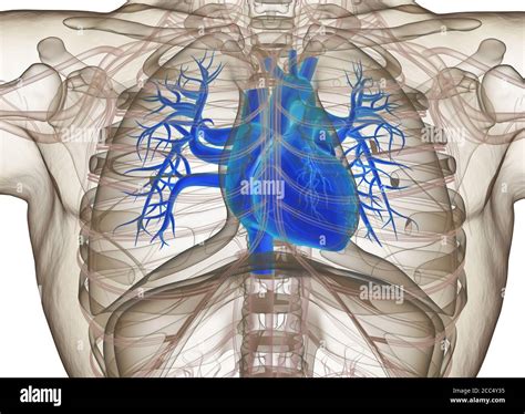 Menschliches Herz Im Körper Anatomie 3d Illustration Stockfotografie