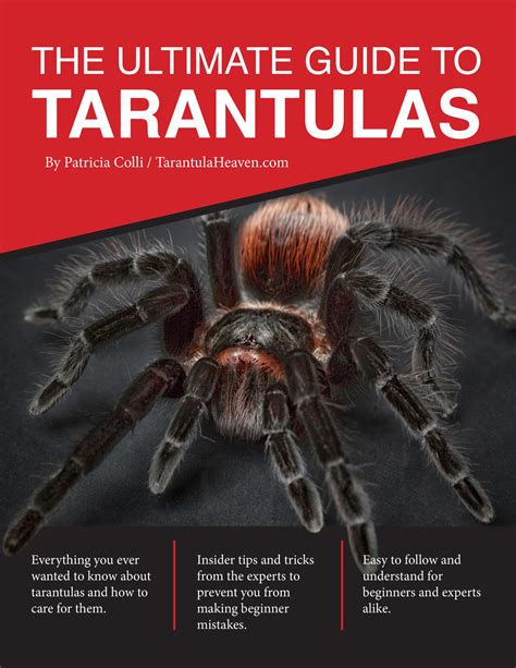 The Ultimate Guide To Tarantulas