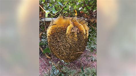 Oct 20 Extremely Rare Open Beehive In Virginia Stuns Wildlife Expert