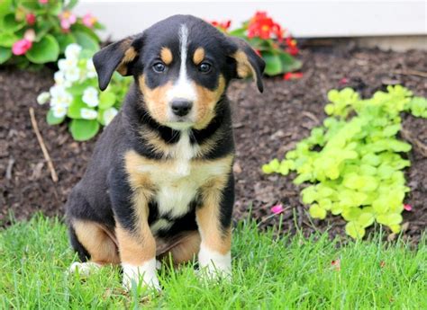Titus Bernese Mountain Dog Mix Puppy For Sale Keystone