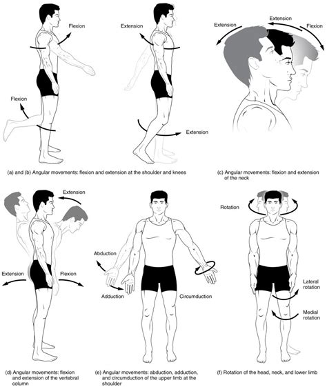 One muscle, the popliteus, acts only. 9.5 Types of Body Movements - Anatomy and Physiology