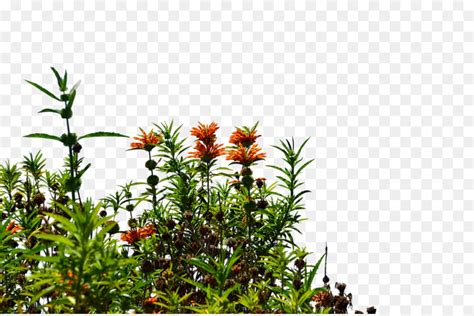 It is a very clean transparent background image and its resolution is 790x619 , please mark the image source when quoting it. Fiore di campo - cespugli scaricare png - Disegno png ...