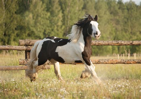 Bold And Beautiful Gypsy Vanner Horse Discovered In English