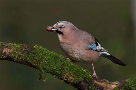 To encourage owls to bathe in your yard, install a large, deep basined bird bath in a secluded area that will be safe from interference. How to encourage a variety of Wild Birds into your garden ...