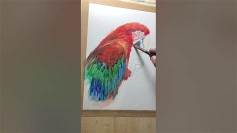 How To Paint Parrot Macaw Watercolor Tutorial Shorts Art