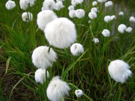 25 Hardy Ornamental Cotton Grass Eriophorum Seeds Flower Seeds Rare