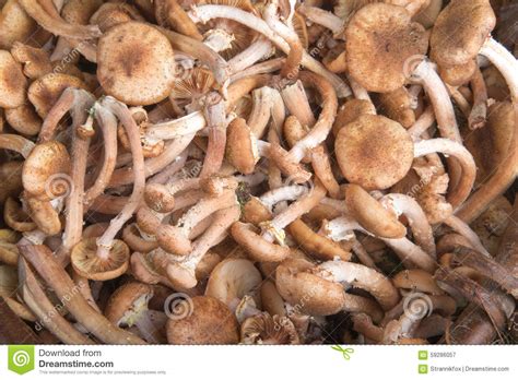 Armillaria Kuehneromyces Mutabilis Group Of Mushrooms Select Stock