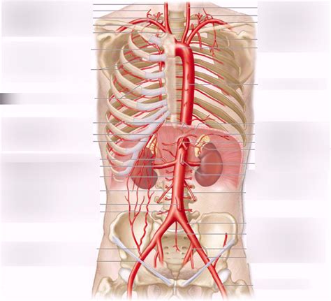 Thorax And Abdomen Arteries Diagram Quizlet