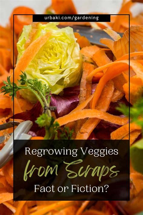 Regrowing Veggies From Kitchen Scraps Fact Or Fiction