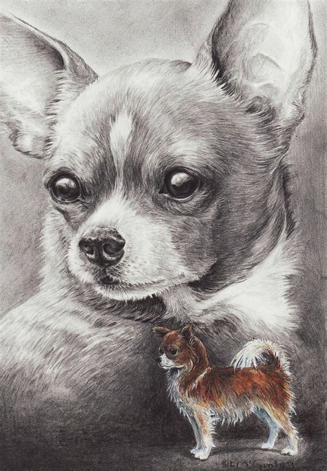Pencil Drawings Of Chihuahuas Chihuahua Drawing Chihuahua Fine Art