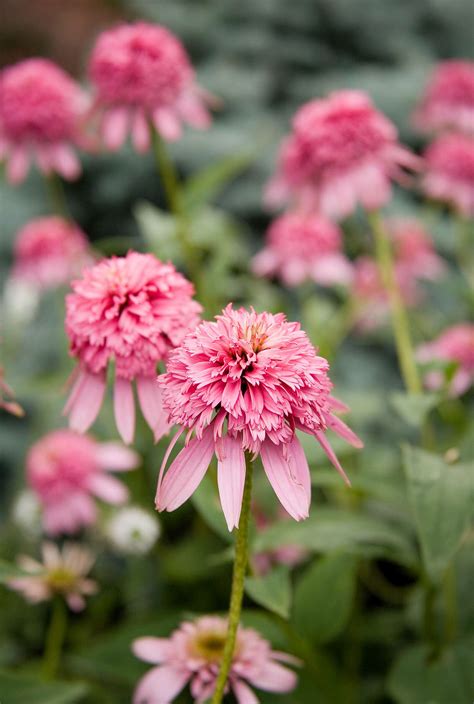 Best Pink Flowers For Your Garden Better Homes And Gardens