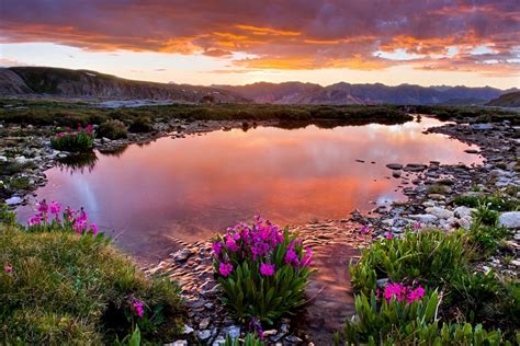 Wildflowers At Mountain Lake Wallpaper And Background