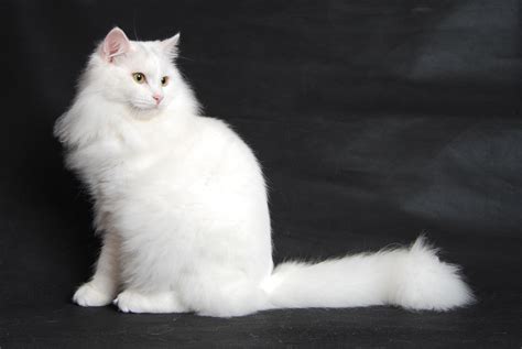White Siberian Siberian Cat Siberian Cat Personality Cat Personalities