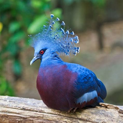 Top 10 Rarest Pet Birds Meet The Most Exotic Avian Creatures