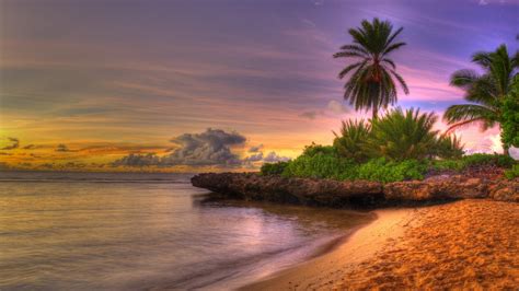 Best high quality 4k ultra hd wallpapers collection for your phone. 4K Palm Trees Wallpapers High Quality | Download Free