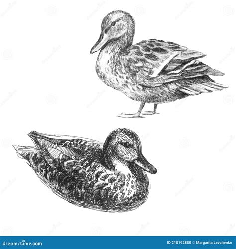 Duck Set Freehand Pencil Illustration Sketch Sketch Of A Bird Stock