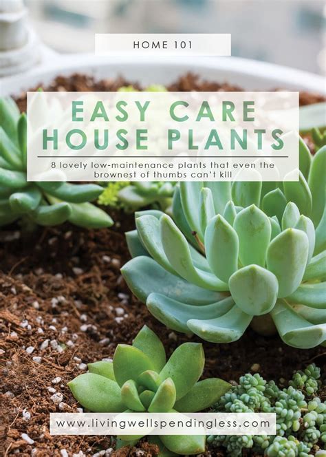 Low Maintenance Houseplants Easy Care House Plants