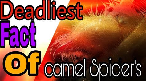 Amazing Facts Of Camel Spider The Most Dangerous Camel Spider Bite