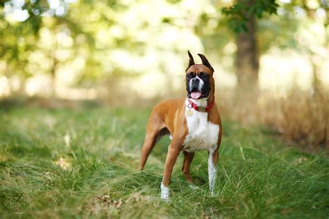 Boxer Dog Facts And Information About Owning A Boxer Better Homes And