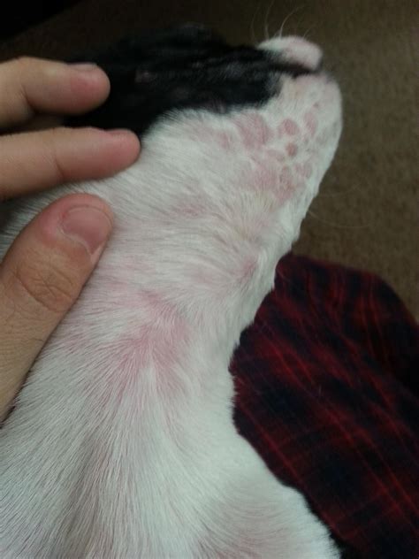 So The Pup And I Were Hanging Out Today And I Noticed These Pink Spots