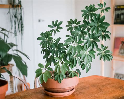 Can A Schefflera Plant Live Outside - Schefflera Temperature Tolerance
