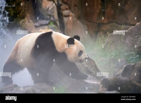 Giant Panda Ailuropoda Melanoleuca Male Out In Her Enclosure In Mist