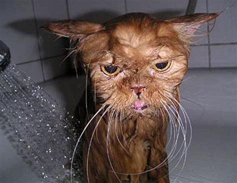 58 Best Wet Cats Images On Pinterest Kitty Cats Funny Kitties And