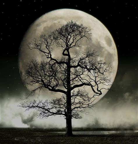 View Topic The Moon Tree Accepting Beautiful Moon Good Night